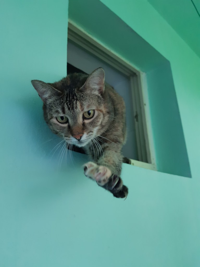 Bibi, pisoiul meu drag