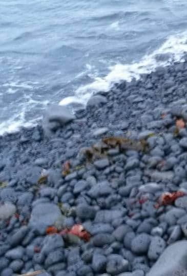 Plaja cu roci vulcanice de la Laugarnes