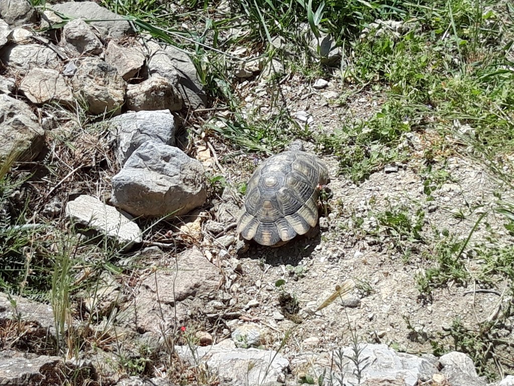 Broască țestoasă de pe Acropole
