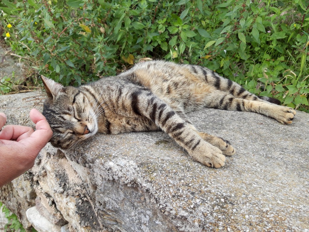 Motan din Biblioteca lui Hadrian